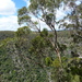 Eucalyptus volcanica - Photo (c) Dean Nicolle, some rights reserved (CC BY-NC), uploaded by Dean Nicolle