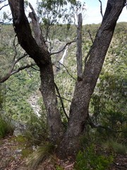 Eucalyptus retinens