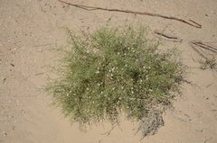 Convolvulus erinaceus