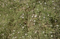 Convolvulus erinaceus