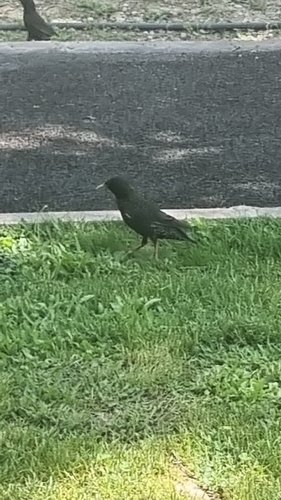 European Starling