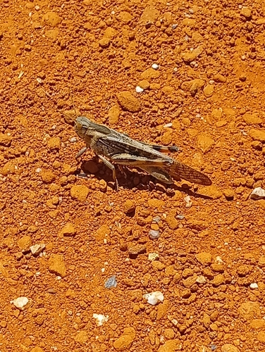 Migratory Locust
