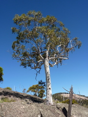 Eucalyptus scoparia