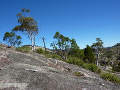 Eucalyptus scoparia
