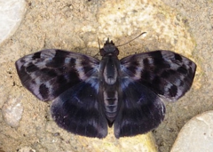 Ebrietas infanda
