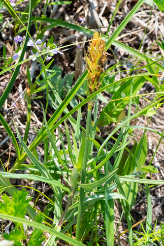 Carex kobomugi, photograph 2