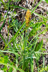 Carex kobomugi, photograph (c) Поляков Александр, some rights reserved (CC BY)