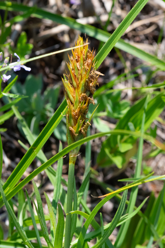 Carex kobomugi, photograph 1