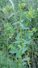 Euphorbia spathulata