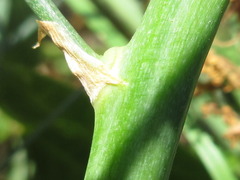 Asparagus oligoclonos