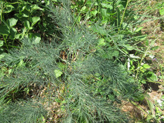 Asparagus oligoclonos