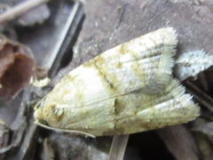 Acleris conchyloides