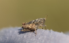 Tetrix bipunctata