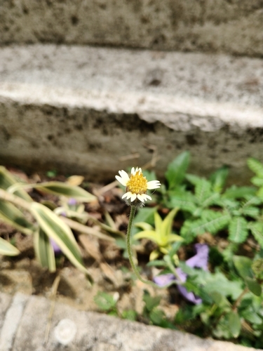 Tridax Daisy