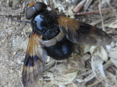 Volucella nigricans