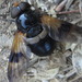 Volucella nigricans - Photo (c) onidiras-iNaturalist,  זכויות יוצרים חלקיות (CC BY-NC), הועלה על ידי onidiras-iNaturalist