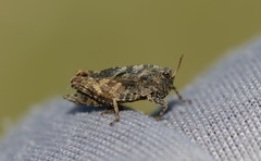Tetrix bipunctata