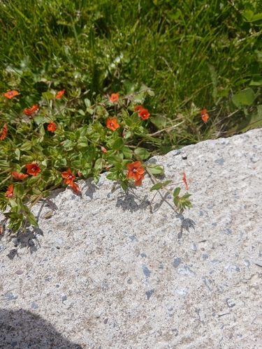 scarlet pimpernel