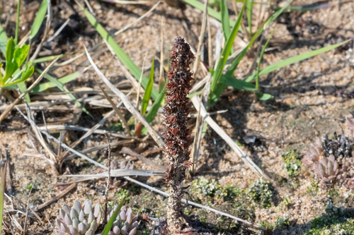 Orostachys japonica, 2026-06-06