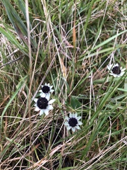 Eryngium humile