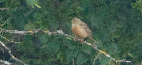 Ortolan Bunting