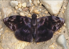Ebrietas infanda