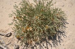 Zygophyllum pinnatum