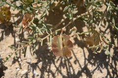 Zygophyllum pinnatum