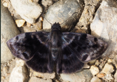 Ebrietas infanda