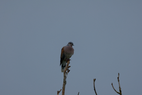European Turtle-Dove