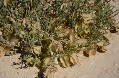 Zygophyllum pinnatum