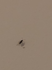 Sciaridae