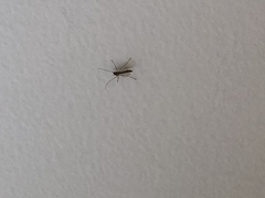 Nematocera