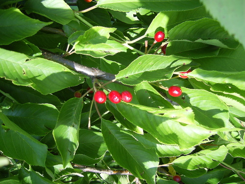 Paprastoji trešnė nuotrauka