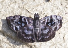 Ebrietas anacreon