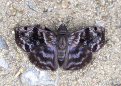 Ebrietas anacreon