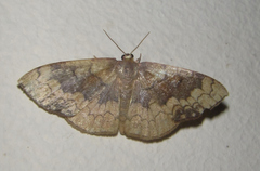 Epicosymbia nitidata