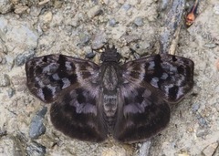 Ebrietas anacreon