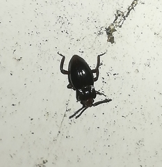 Lycoperdina bovistae