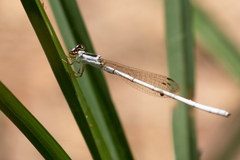 Agriocnemis argentea