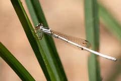 Agriocnemis argentea