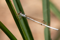 Agriocnemis argentea
