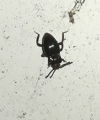 Lycoperdina bovistae