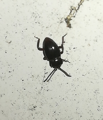 Lycoperdina bovistae