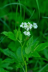 (c) Поляков Александр, some rights reserved (CC BY) Cardamine leucantha, photograph (c) Поляков Александр, some rights reserved (CC BY)