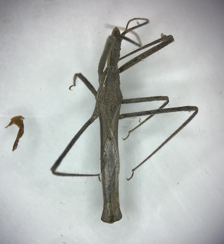 Vibertiola cinerea