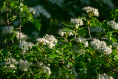 Crataegus pinnatifida, photograph (c) Поляков Александр, some rights reserved (CC BY)