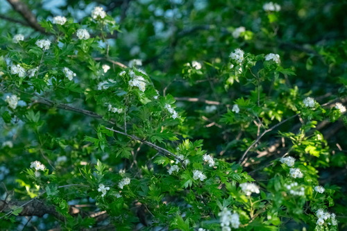 Crataegus pinnatifida, photograph 3