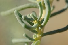 Bassia crassifolia