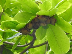 Myotis formosus flavus
